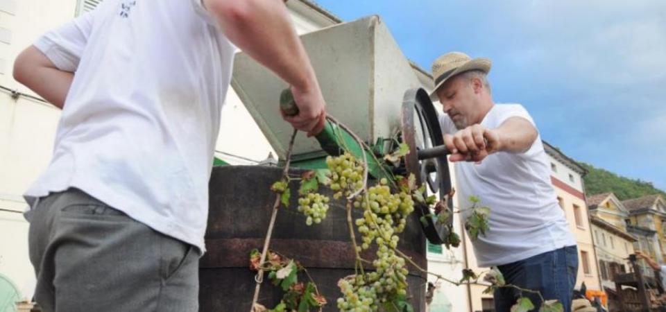 Vipavska trgatev na kateri bodo nastopili tudi Tamburjaši iz Vipave